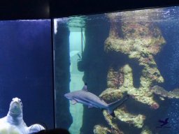 Haus des Meeres 4.02.2026